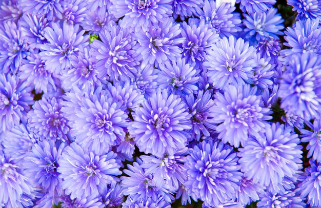 Flores de colores aster