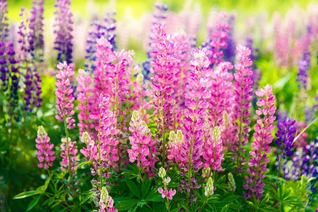 Flores de colores en el campo al atardecer.