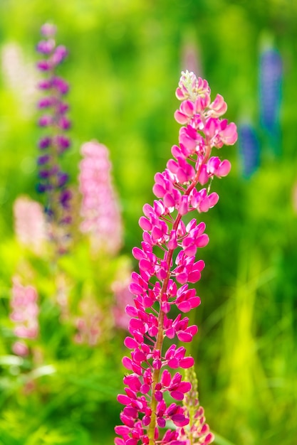 Flores de colores en el campo al atardecer.