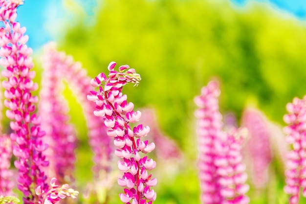 Flores de colores en el campo al atardecer.