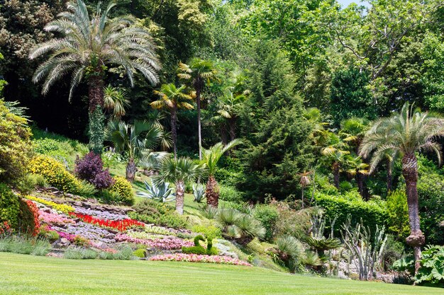 Foto flores de colores florecientes y palmeras en el parque de la ciudad de verano