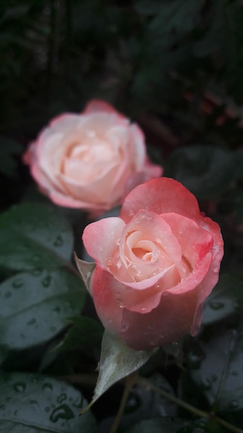 Flores de colores de fondo