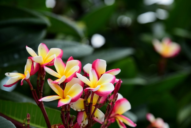 Flores de colores. Grupo de flores. Grupo de flores amarillas blancas y rosadas.