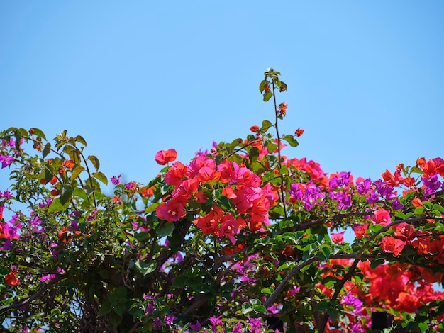 Flores de colores en un hermoso día de verano