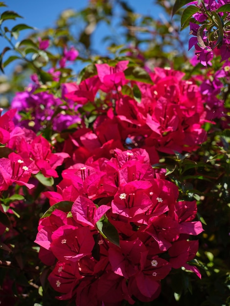 Flores de colores en un hermoso día de verano