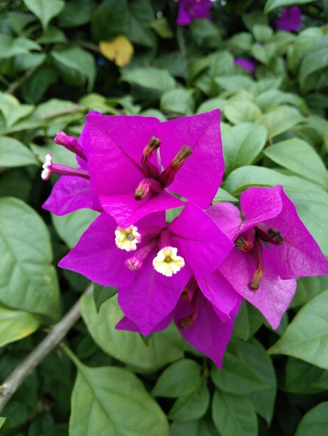 Flores de colores en el jardín.