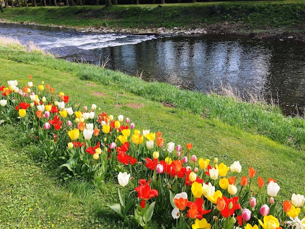 Foto flores de colores a lo largo del río