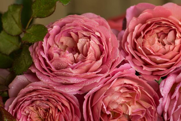 Flores de colores sobre una mesa Hermosas flores sobre una mesa de madera Fondo rosa rosa