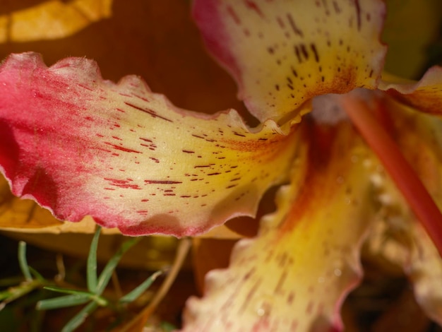 flores de colores de verano