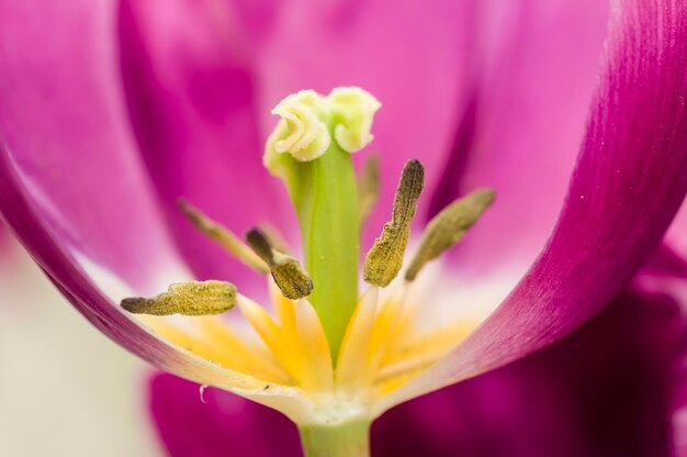 flores de colores