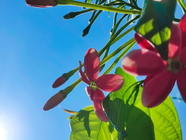 flores de colores