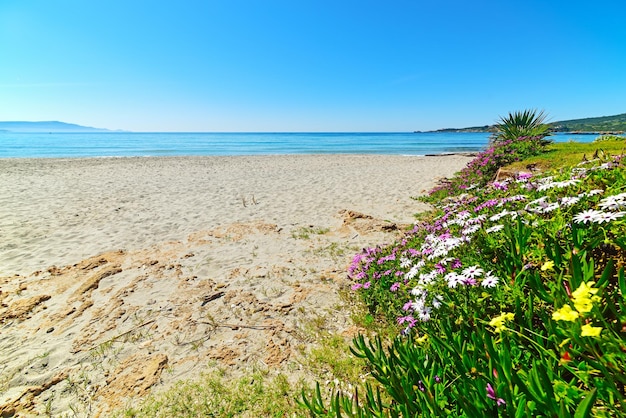 Flores coloridas à beira-mar na praia de Le Bombarde Itália