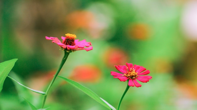 flores coloridas adequadas para o fundo da natureza