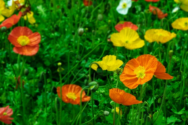 Flores coloridas de la amapola, campo del papaver en día asoleado.