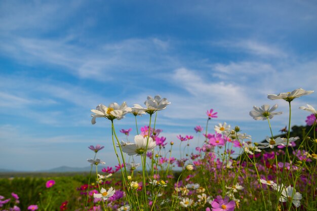 Foto flores coloridas del cosmos rosado y rojo en el jardín, con el fondo suave del foco