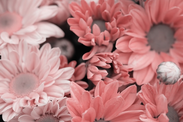 Flores coloridas crisântemos para fundo