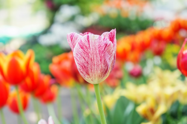Flores coloridas da tulipa no jardim.