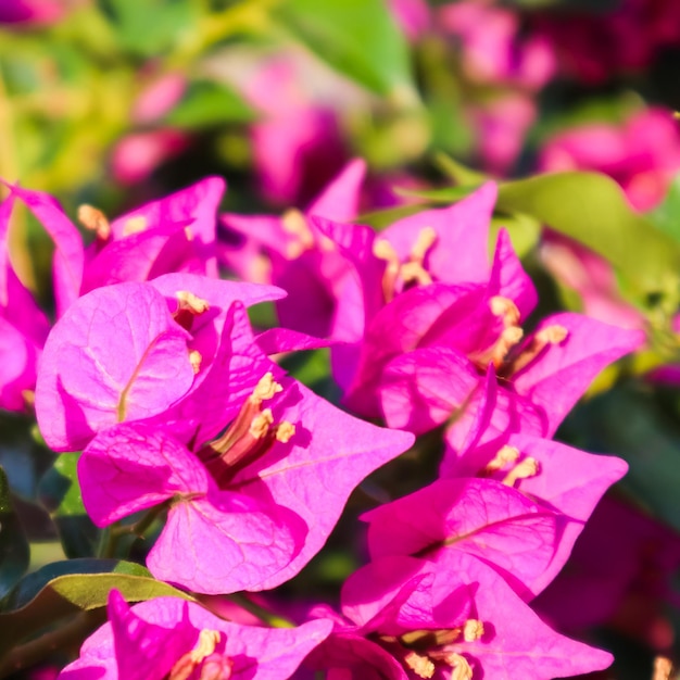 Flores coloridas de Begonville em dia ensolarado