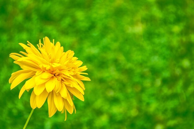 Flores coloridas de dália em um fundo da paisagem de outono