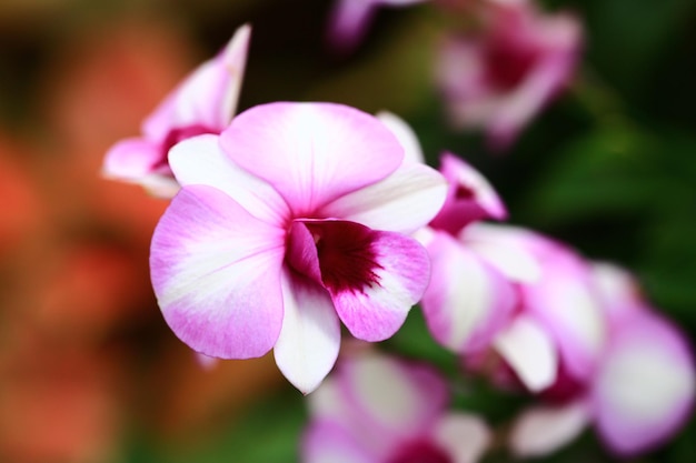 Foto flores coloridas de dendrobium ou orquídea florescendo no jardim