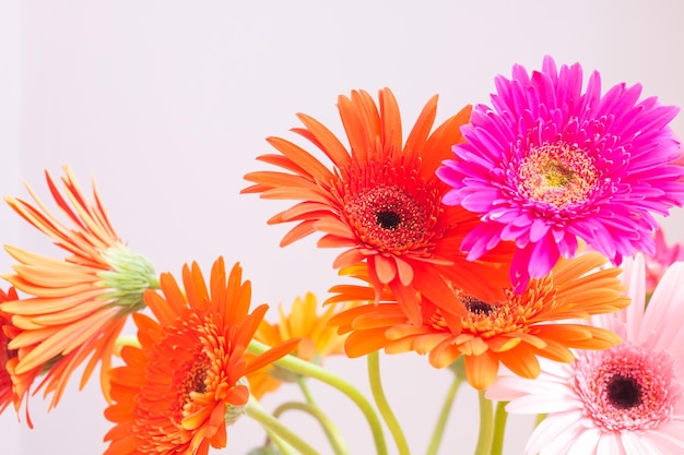 Flores coloridas de gerbera Lugar para texto Foco seletivo