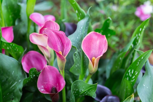 Flores coloridas de lírio-de-calla florido no parque