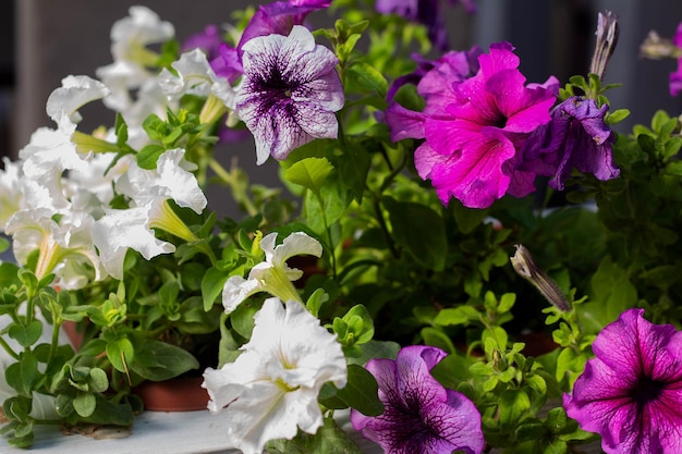 Flores coloridas de petúnia como decoração