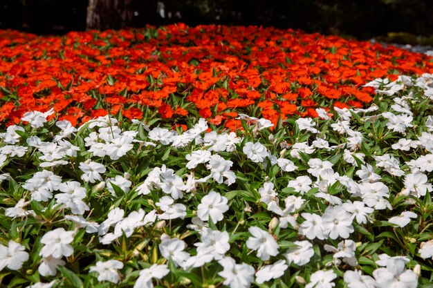 Flores coloridas de Petúnia. petúnia branca e vermelha