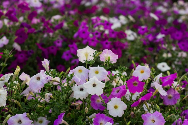 Flores coloridas de petúnia