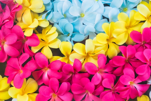 Flores coloridas de plumeria