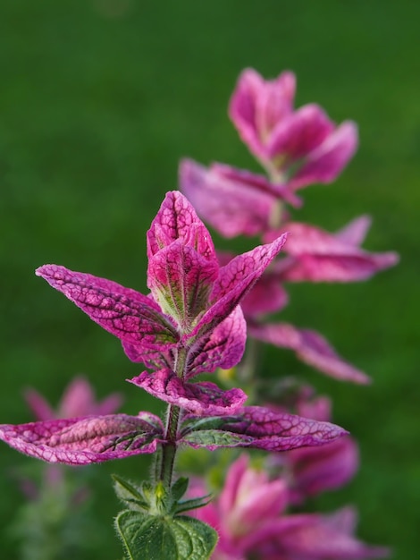 Flores coloridas de sálvia verde closeup salvia viridis