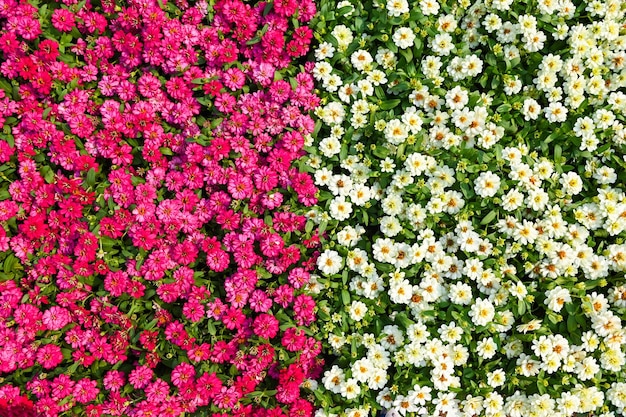 Flores coloridas de zínia florescendo nas flores do jardim Zinnia rosa e flores brancas Zinnia angustifolia vista superior