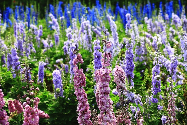 flores coloridas delfinio vela delfinio inglés larkspur flores larkspur altas