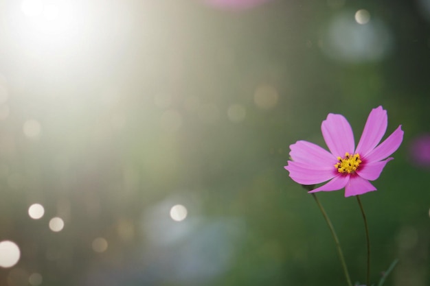 Flores coloridas do cosmos com fundo desfocado no jardim