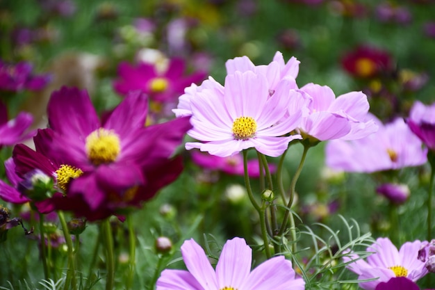 Foto flores coloridas do cosmos com luz do sol para o fundo