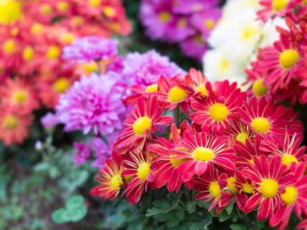 Flores coloridas em campo close-up