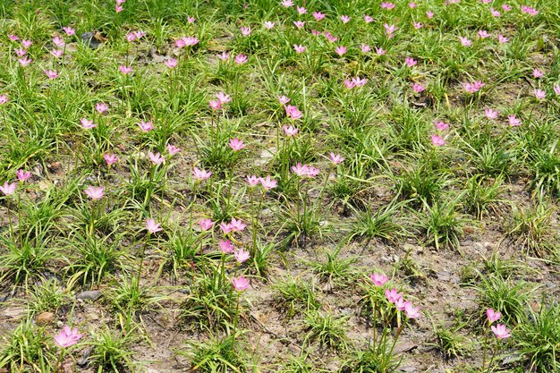 flores coloridas em um belo parque