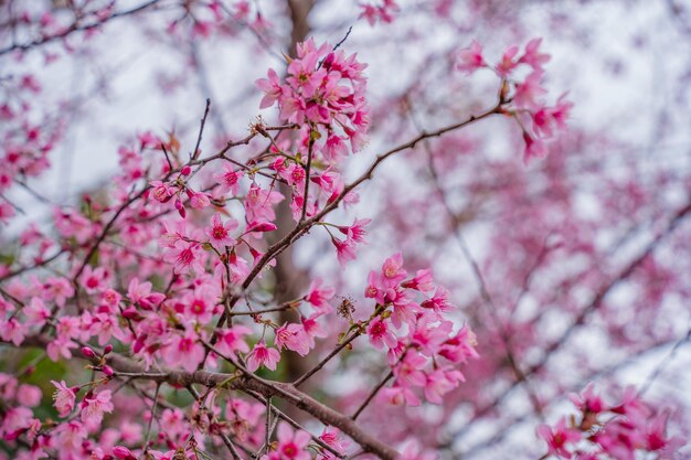 Flores coloridas florecen en un pequeño pueblo antes del Festival Tet Flor de melocotón del año lunar de Vietnam