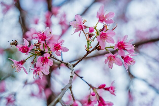 Flores coloridas florecen en un pequeño pueblo antes del Festival Tet Flor de melocotón del año lunar de Vietnam