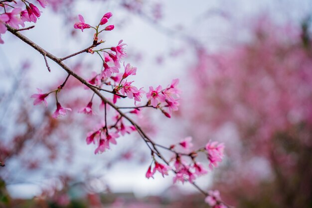 Flores coloridas florecen en un pequeño pueblo antes del Festival Tet Flor de melocotón del año lunar de Vietnam