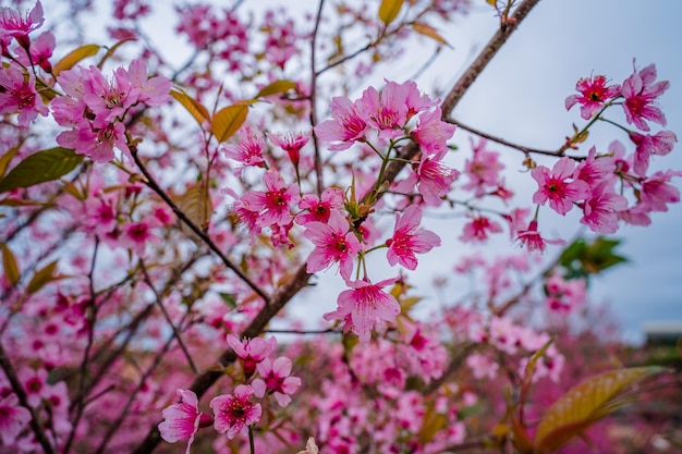 Flores coloridas florecen en un pequeño pueblo antes del Festival Tet Flor de melocotón del año lunar de Vietnam