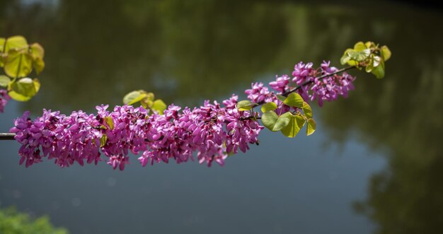 Las flores coloridas florecen en la primavera en los árboles