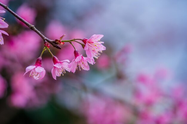 Flores coloridas florescem em pequena aldeia antes do Festival Tet Vietnam Lunar Year Peach flor