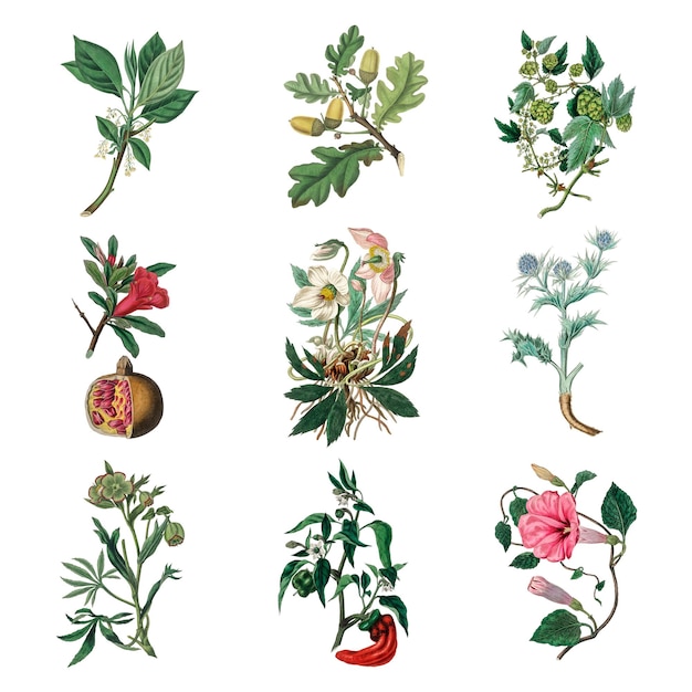 Flores coloridas frutas y verduras png conjunto de ilustraciones antiguas