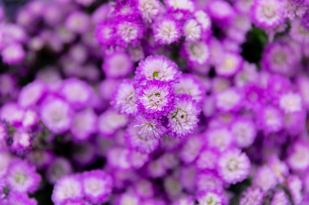 Flores coloridas que florecen maravillosamente en invierno