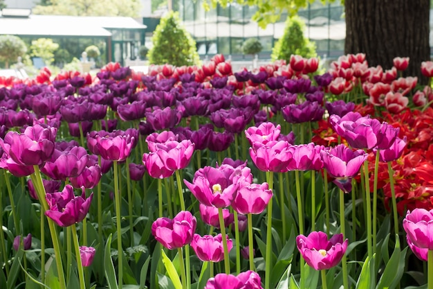 Flores coloridas de los tulipanes que florecen en un jardín