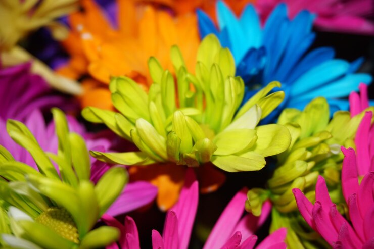 Foto flores coloridas