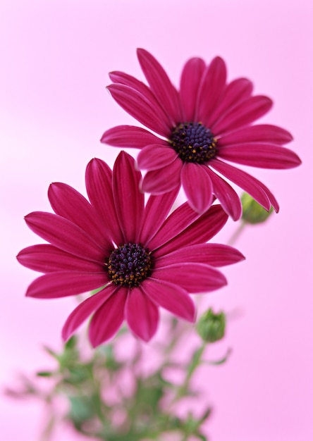 Foto flores coloridas