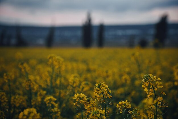 Flores de colza al atardecer de verano de cerca