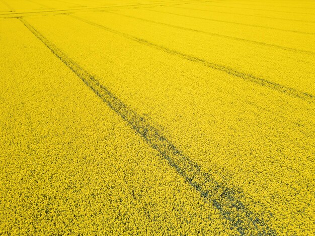 Flores de colza amarillas brillantes en el campo durante la temporada de finales de primavera y principios de verano